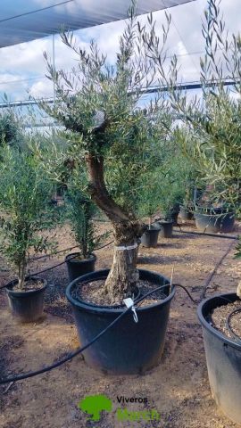 OLEA EUROPAEA C160-280L 60/80 HT180/200