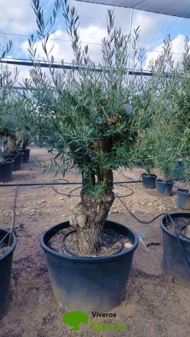 OLEA EUROPAEA C160-280L 60/80 HT180/200