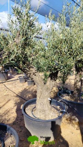 OLEA EUROPAEA C160-280L 60/80 HT180/200