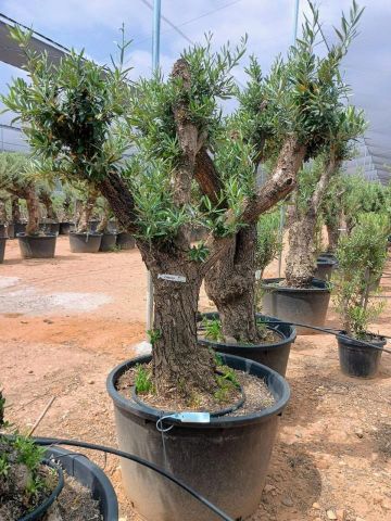 OLEA EUROPAEA C160-280L 60/80 HT180/200