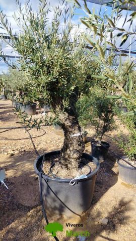 OLEA EUROPAEA C160-280L 60/80 HT180/200