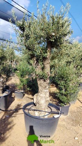 OLEA EUROPAEA C160-280L 60/80 HT180/200