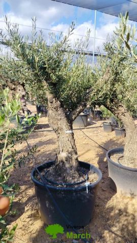 OLEA EUROPAEA C160-280L 60/80 HT180/200