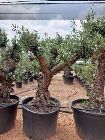 OLEA EUROPAEA C160-280L 60/80 HT180/200