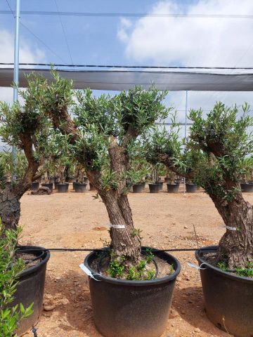 OLEA EUROPAEA C160-280L 60/80 HT180/200