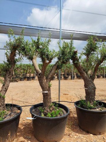 OLEA EUROPAEA C160-280L 60/80 HT180/200