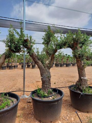 OLEA EUROPAEA C160-280L 60/80 HT180/200