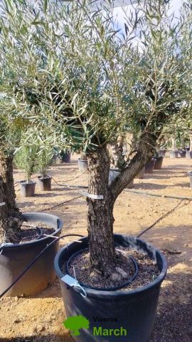 OLEA EUROPAEA C160-280L 60/80 HT180/200