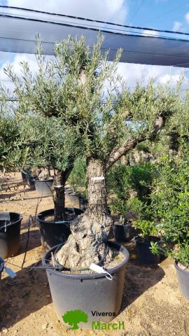 OLEA EUROPAEA C160-280L 60/80 HT180/200