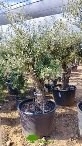 OLEA EUROPAEA C160-280L 60/80 HT180/200