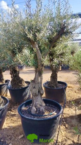 OLEA EUROPAEA C160-280L 60/80 HT180/200