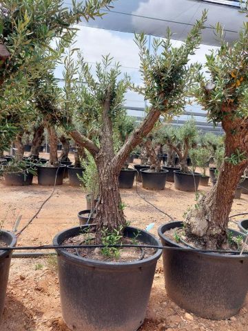 OLEA EUROPAEA C160-280L 60/80 HT180/200