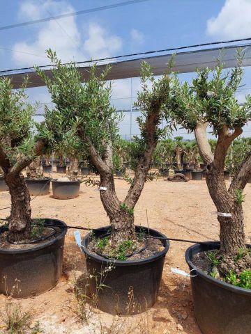 OLEA EUROPAEA C160-280L 60/80 HT180/200