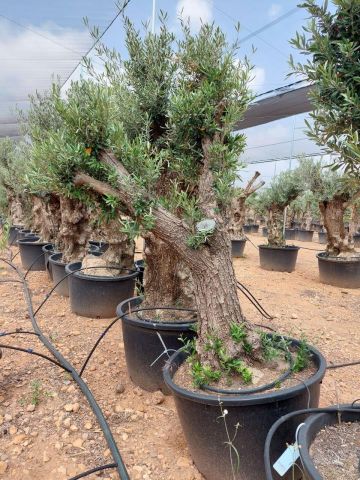OLEA EUROPAEA C160-280L 60/80 HT180/200