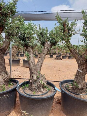 OLEA EUROPAEA C160-280L 60/80 HT180/200