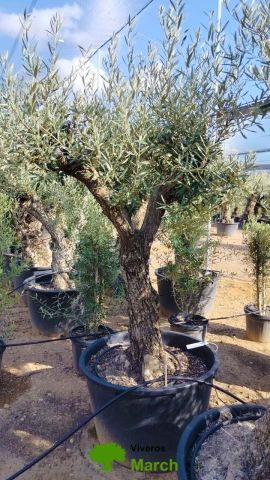 OLEA EUROPAEA C160-280L 60/80 HT180/200