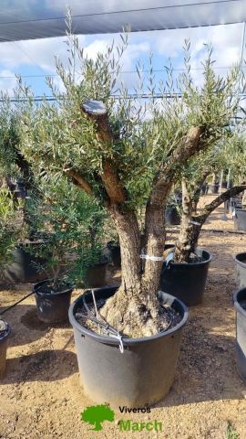 OLEA EUROPAEA C160-280L 60/80 HT180/200