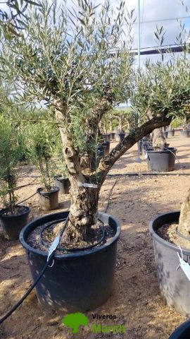 OLEA EUROPAEA C160-280L 60/80 HT180/200