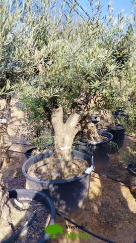 OLEA EUROPAEA C160-280L 60/80 HT180/200