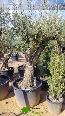 OLEA EUROPAEA C160-280L 60/80 HT180/200