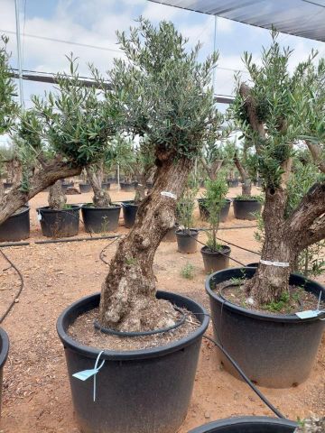 OLEA EUROPAEA C160-280L 60/80 HT180/200