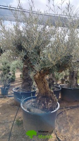 OLEA EUROPAEA C160-280L 60/80 HT180/200