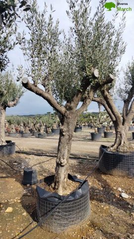 OLEA EUROPAEA CPTM 60/80 HT180/200