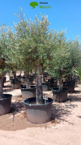 OLEA EUROPAEA C160-280L 60/80 HT180/200