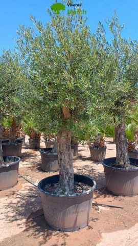 OLEA EUROPAEA C160-280L 60/80 HT180/200