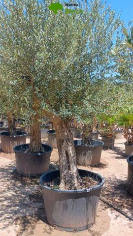 OLEA EUROPAEA C160-280L 60/80 HT180/200