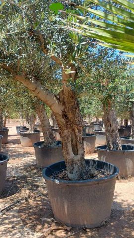 OLEA EUROPAEA C160-280L 60/80 HT180/200