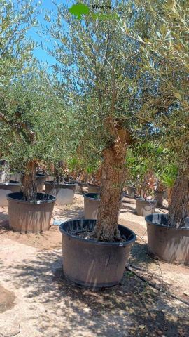OLEA EUROPAEA C160-280L 60/80 HT180/200