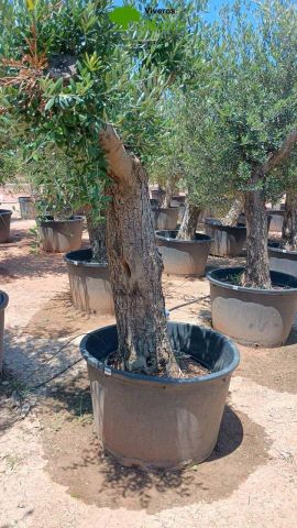 OLEA EUROPAEA C160-280L 60/80 HT180/200