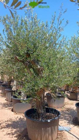 OLEA EUROPAEA C160-280L 60/80 HT180/200