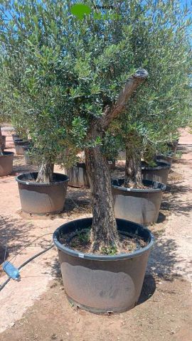 OLEA EUROPAEA C160-280L 60/80 HT180/200