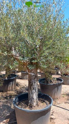 OLEA EUROPAEA C160-280L 60/80 HT180/200