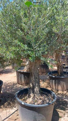 OLEA EUROPAEA C160-280L 60/80 HT180/200