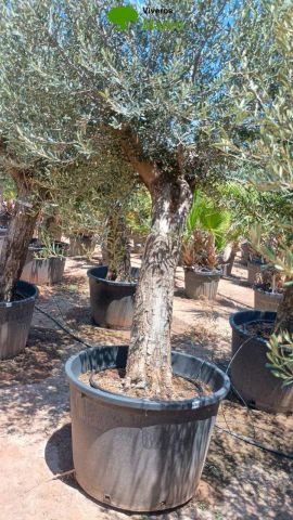 OLEA EUROPAEA C160-280L 60/80 HT180/200