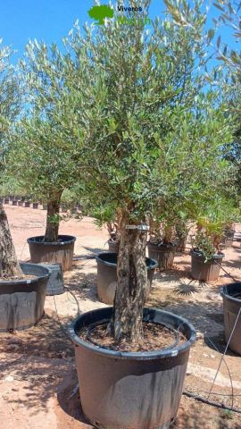 OLEA EUROPAEA C160-280L 60/80 HT180/200