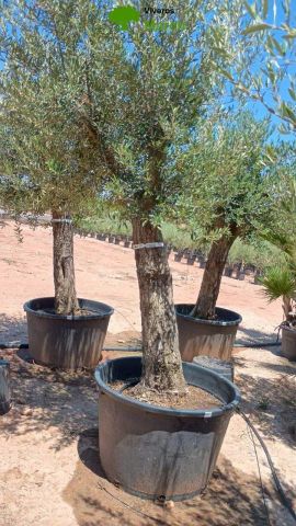 OLEA EUROPAEA C160-280L 60/80 HT180/200