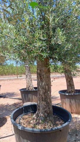 OLEA EUROPAEA C160-280L 60/80 HT180/200