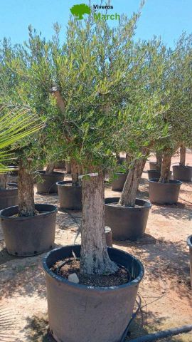 OLEA EUROPAEA C160-280L 60/80 HT180/200