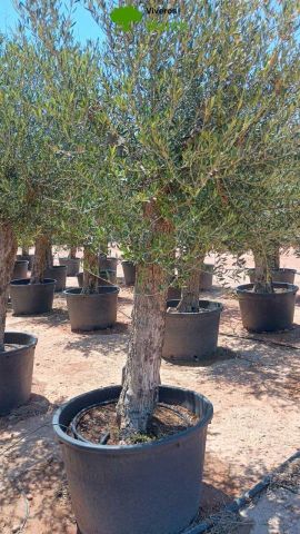 OLEA EUROPAEA C160-280L 60/80 HT180/200