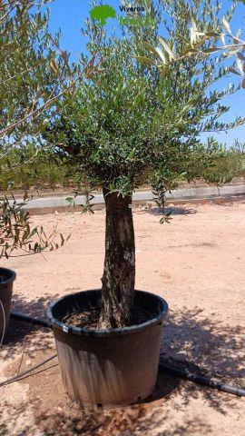 OLEA EUROPAEA C160-280L 60/80 HT180/200