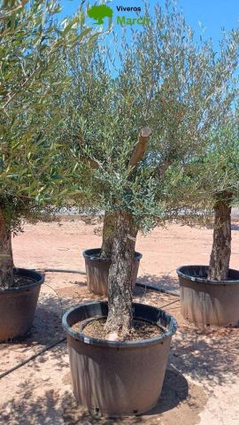 OLEA EUROPAEA C160-280L 60/80 HT180/200