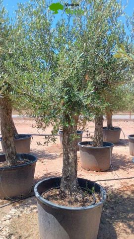 OLEA EUROPAEA C160-280L 60/80 HT180/200