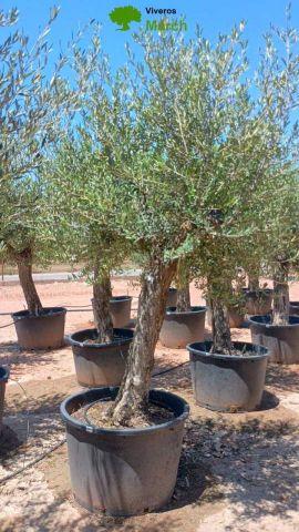 OLEA EUROPAEA C160-280L 60/80 HT180/200