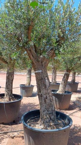 OLEA EUROPAEA C160-280L 60/80 HT180/200
