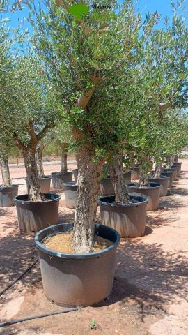 OLEA EUROPAEA C160-280L 60/80 HT180/200