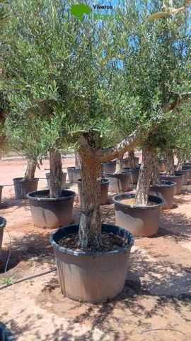 OLEA EUROPAEA C160-280L 60/80 HT180/200